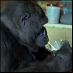 Science & Nature Documentaries